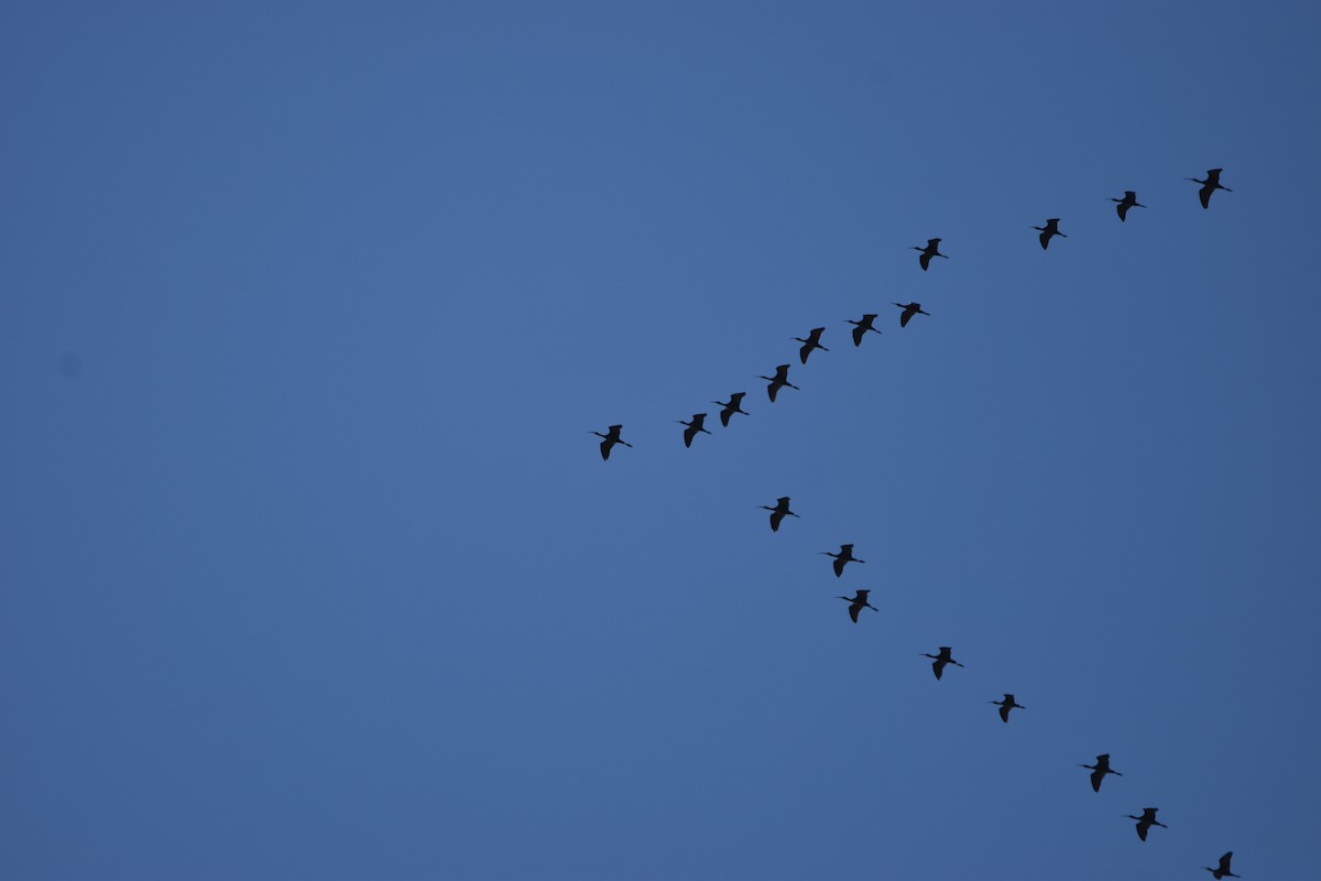 ibis americký - ML619587469