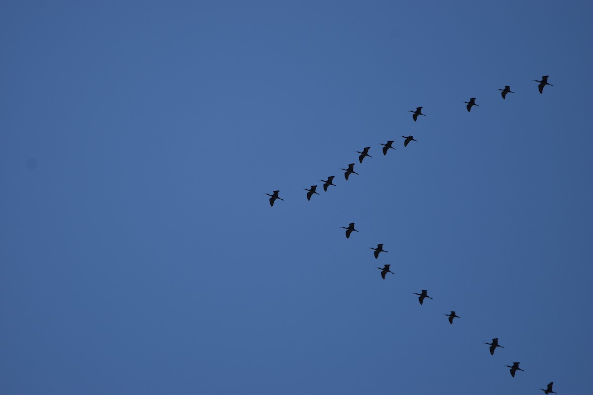 White-faced Ibis - ML619587469