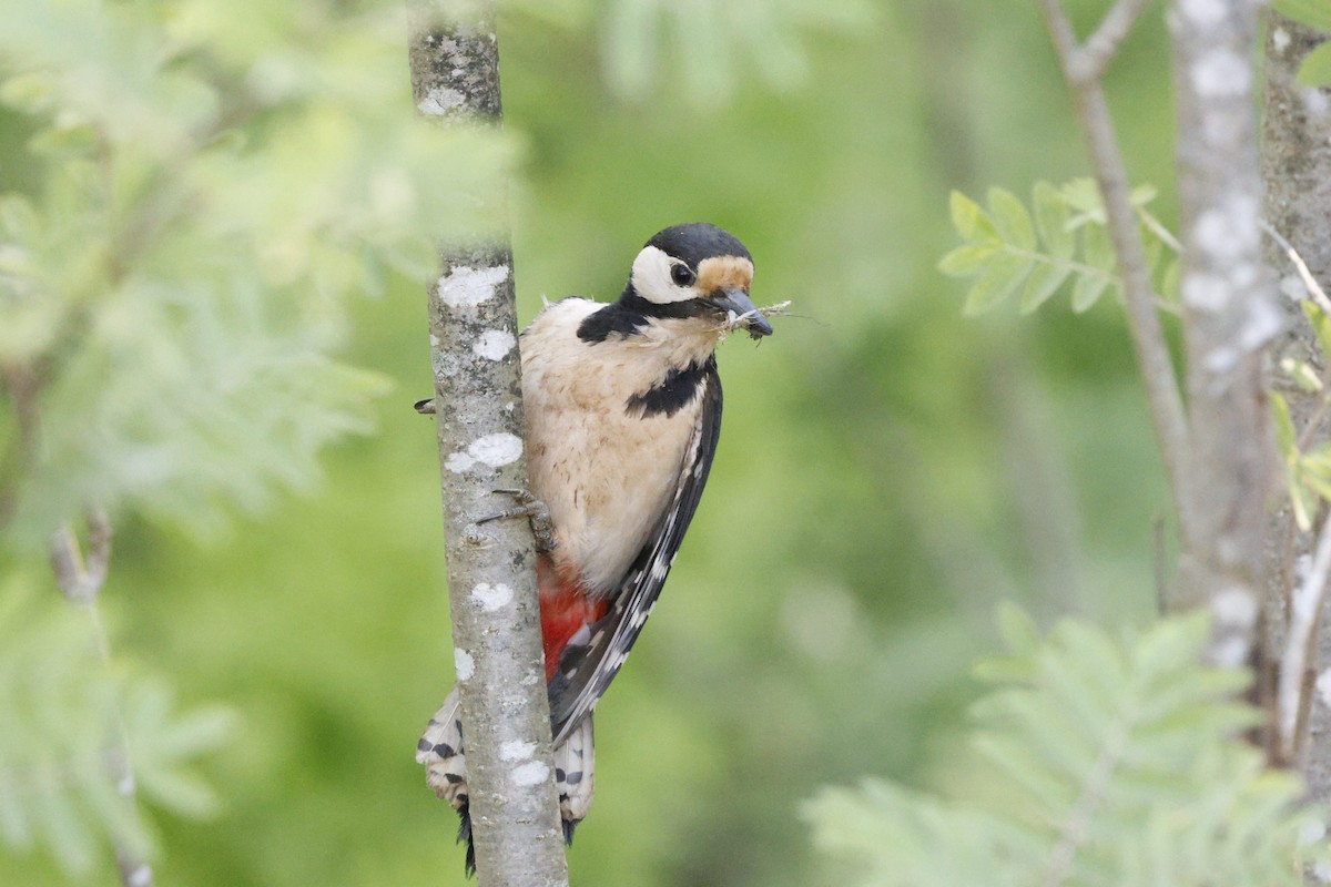 Great Spotted Woodpecker - Schahzad Saqib