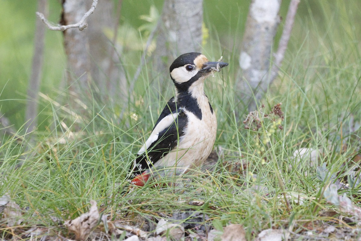 Great Spotted Woodpecker - Schahzad Saqib