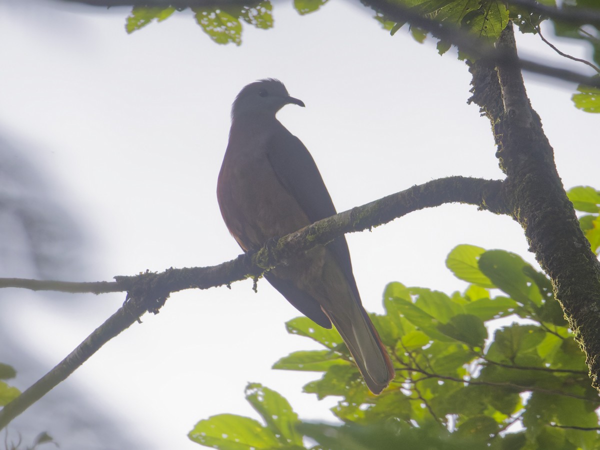 Фиджийский плодовый голубь - ML619587479