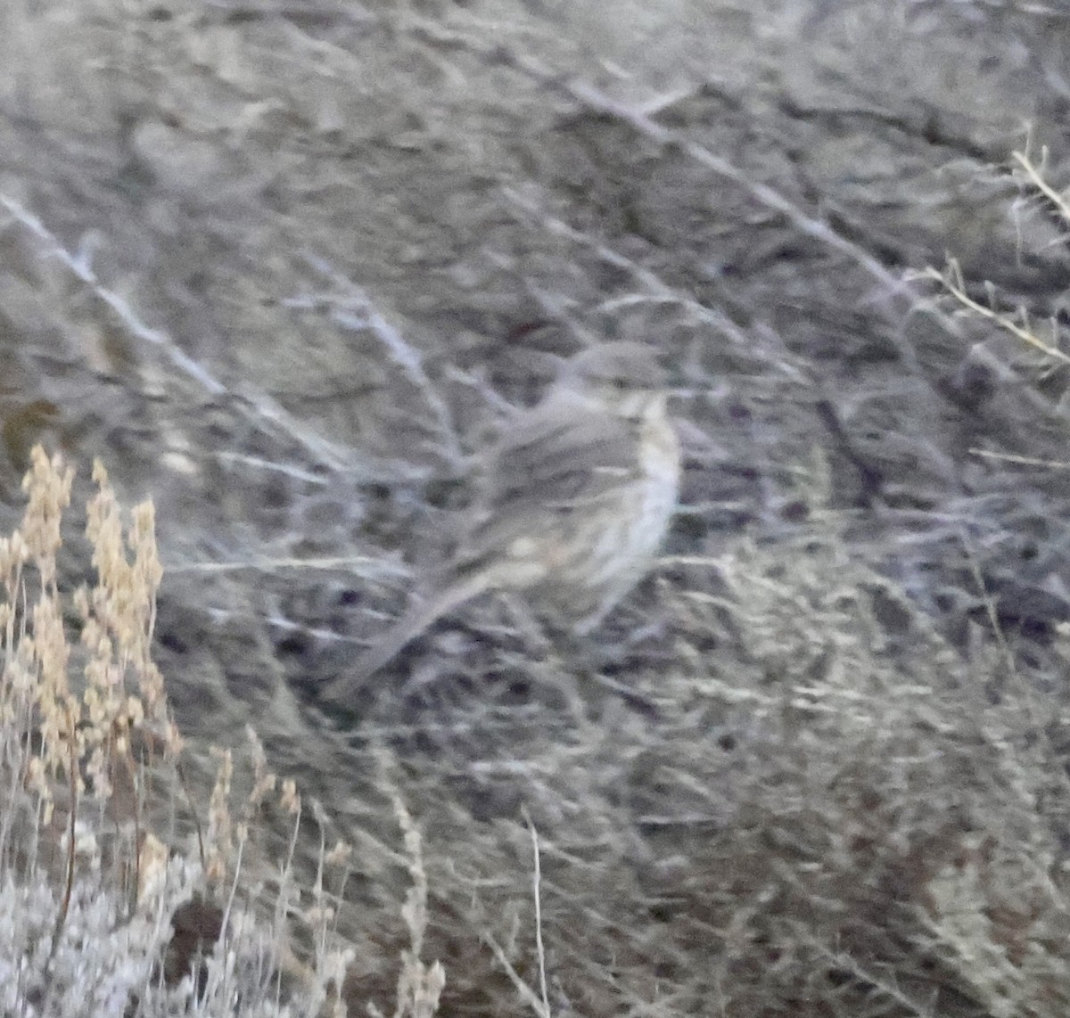 Sage Thrasher - Cheryl Rosenfeld