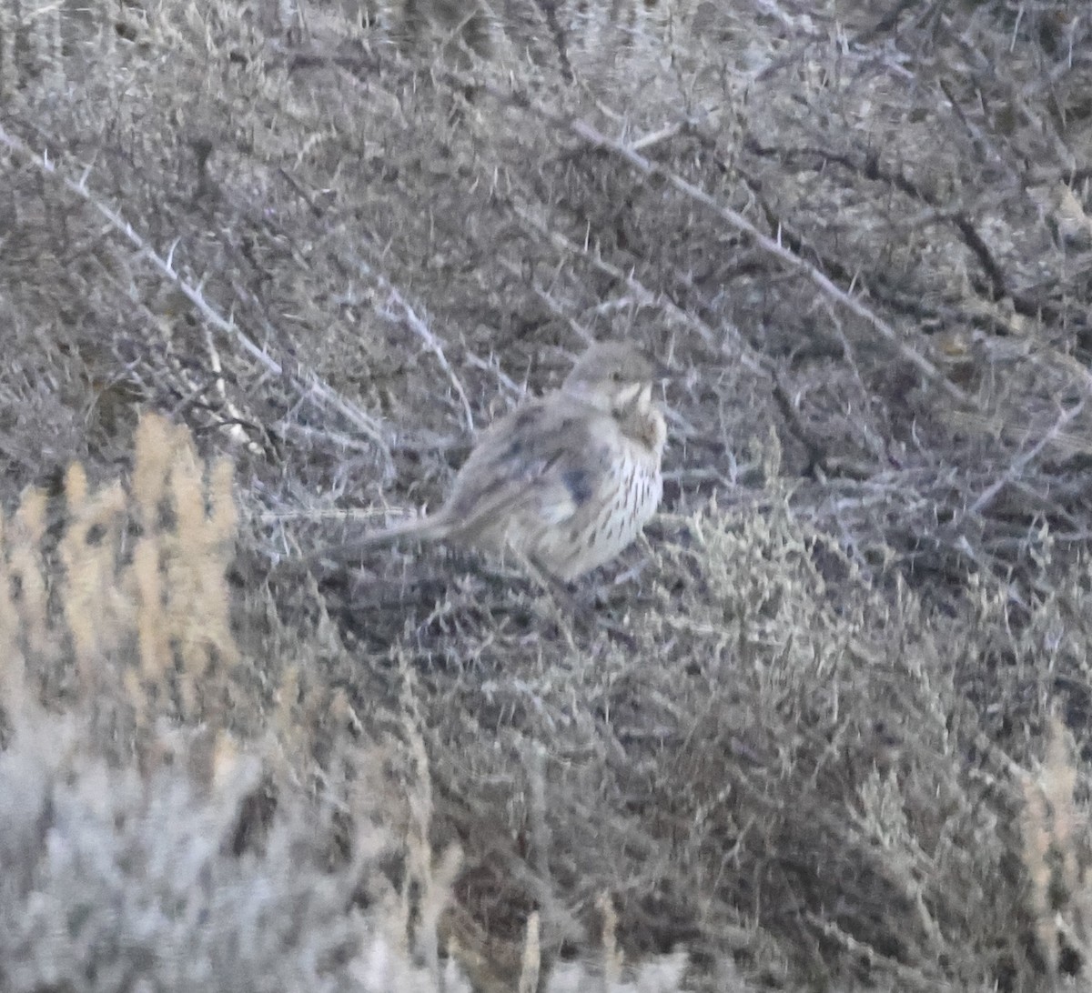 Sage Thrasher - Cheryl Rosenfeld