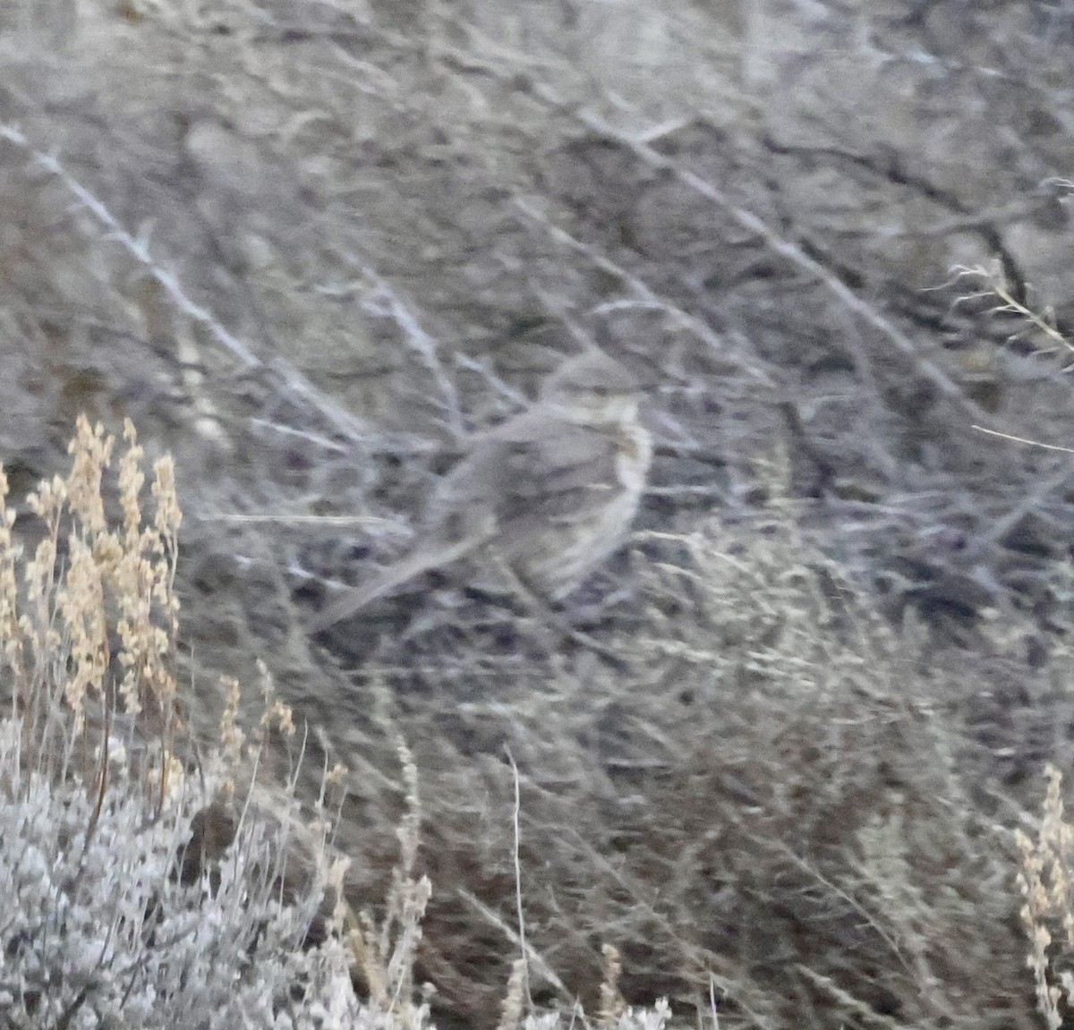 Sage Thrasher - Cheryl Rosenfeld