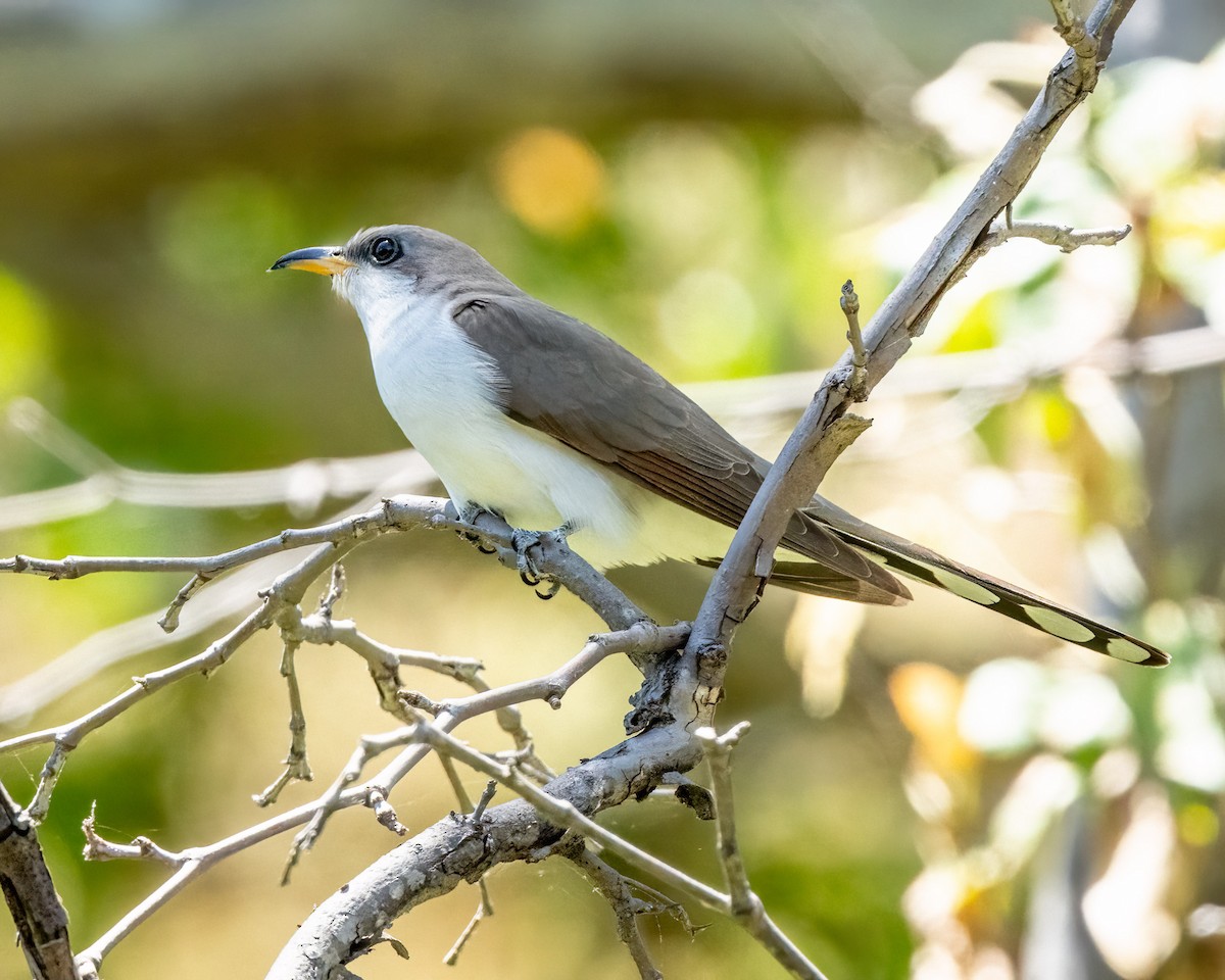 Yellow-billed Cuckoo - ML619587486