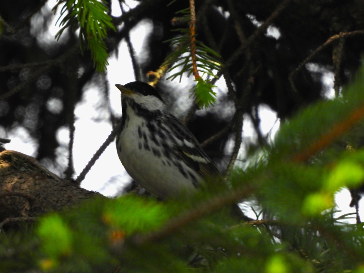 Blackpoll Warbler - JamEs ParRis