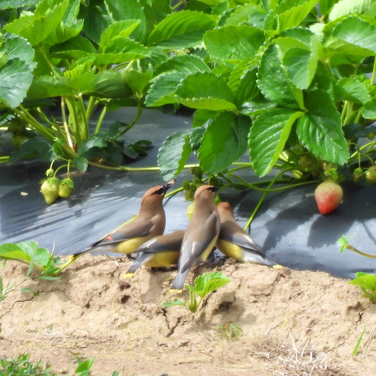 Cedar Waxwing - ML619587491