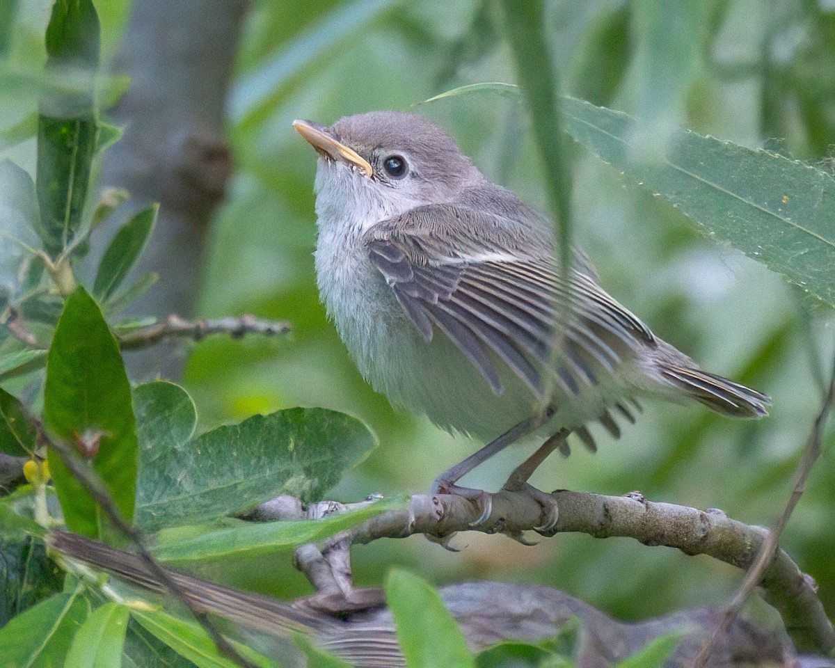 Bell's Vireo - Jhoneil Centeno