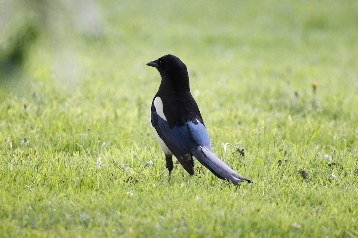 Eurasian Magpie - Schahzad Saqib