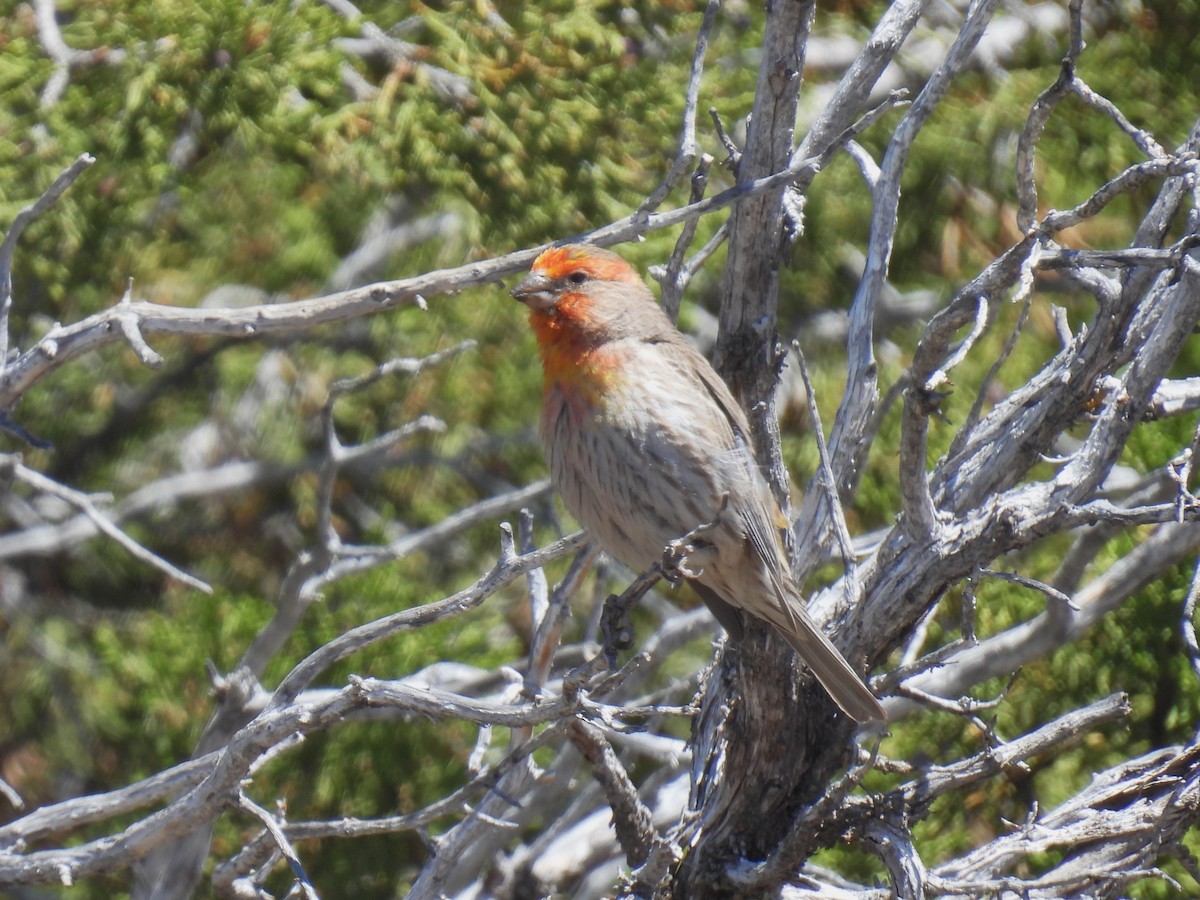 House Finch - Chris Chappell