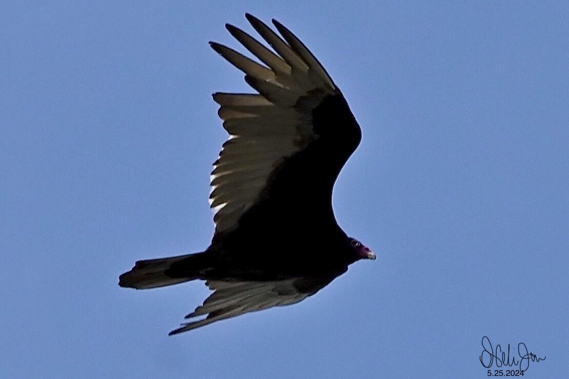 Turkey Vulture - Neli Jo