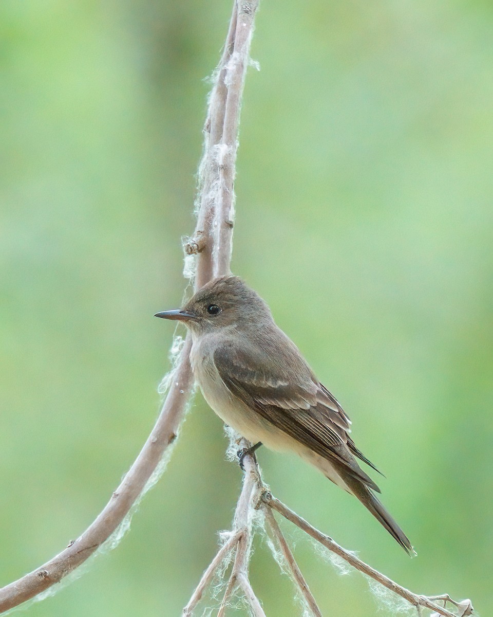 Western Wood-Pewee - Jhoneil Centeno