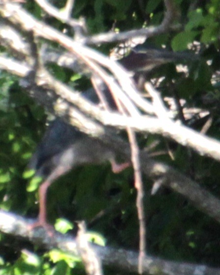 Green Heron - Samuel Harris