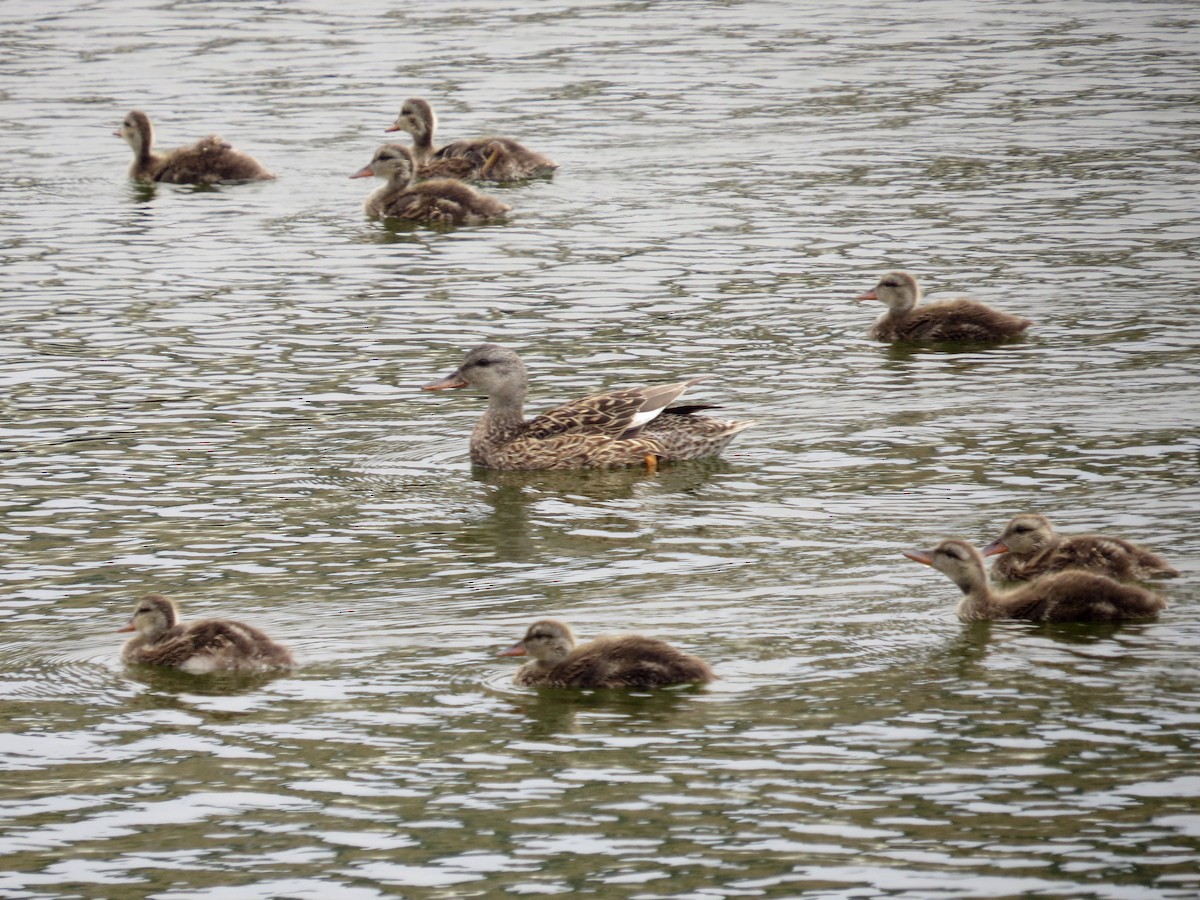 Gadwall - Naresh Satyan