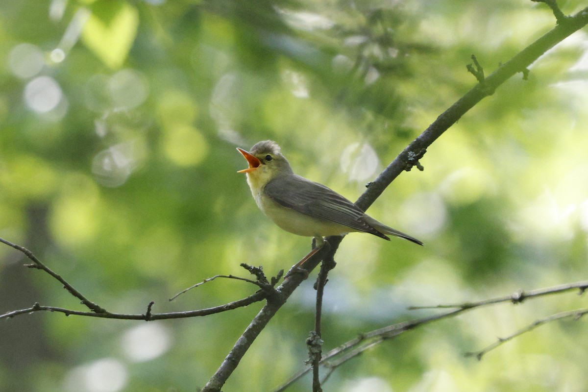 Icterine Warbler - Schahzad Saqib