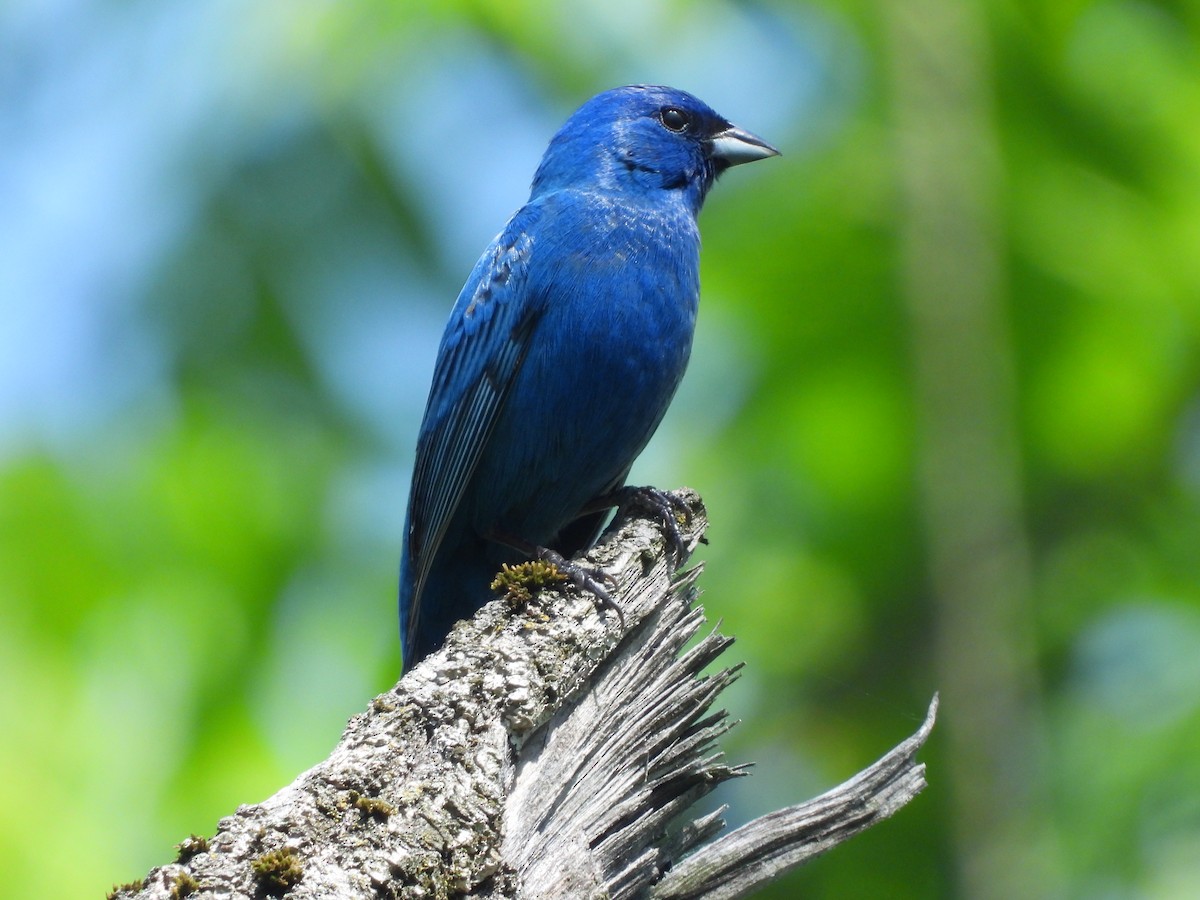 Indigo Bunting - JamEs ParRis