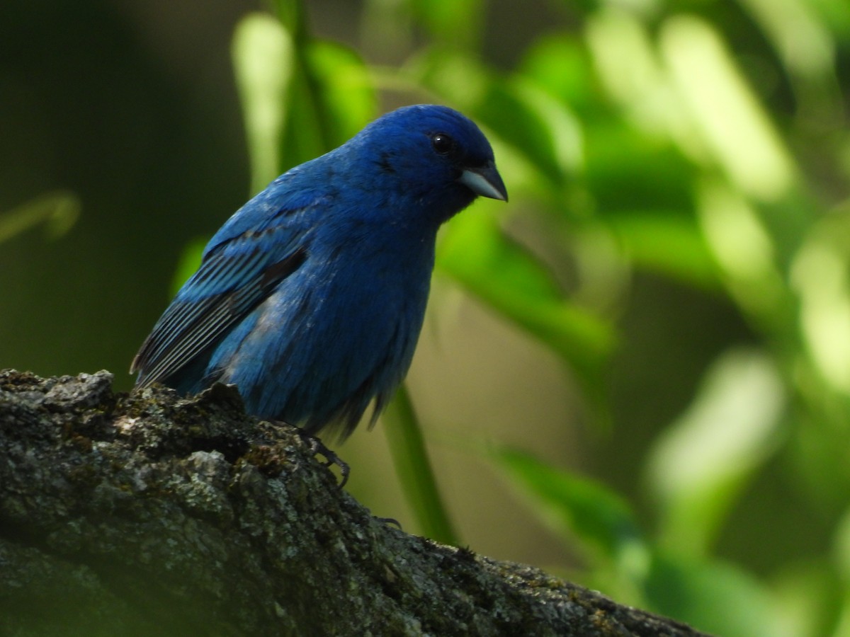 Indigo Bunting - JamEs ParRis