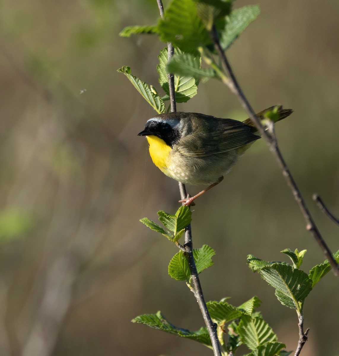 Common Yellowthroat - Julie Paquette