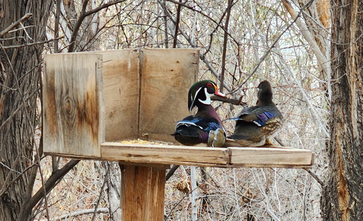 Wood Duck - Nancy Cox