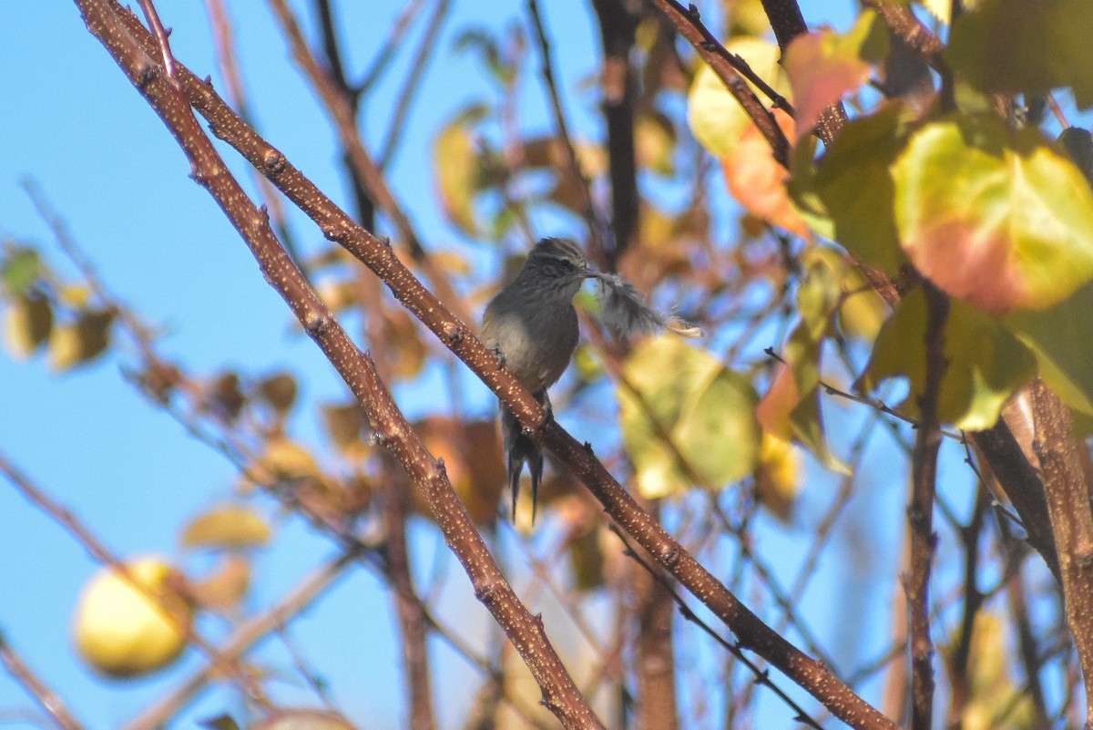 Plain-mantled Tit-Spinetail - Víctor Hugo Sarabia Sánchez