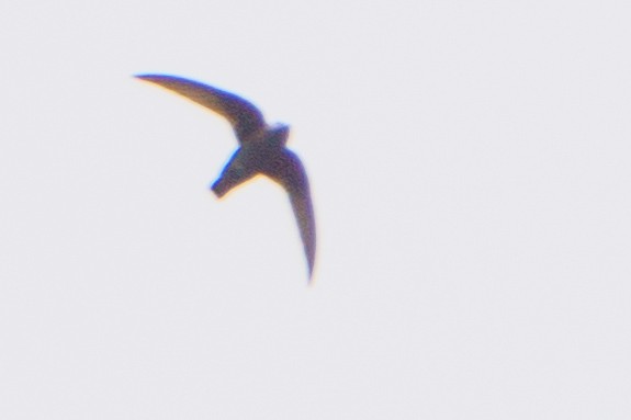 Black Swift - ML619587532