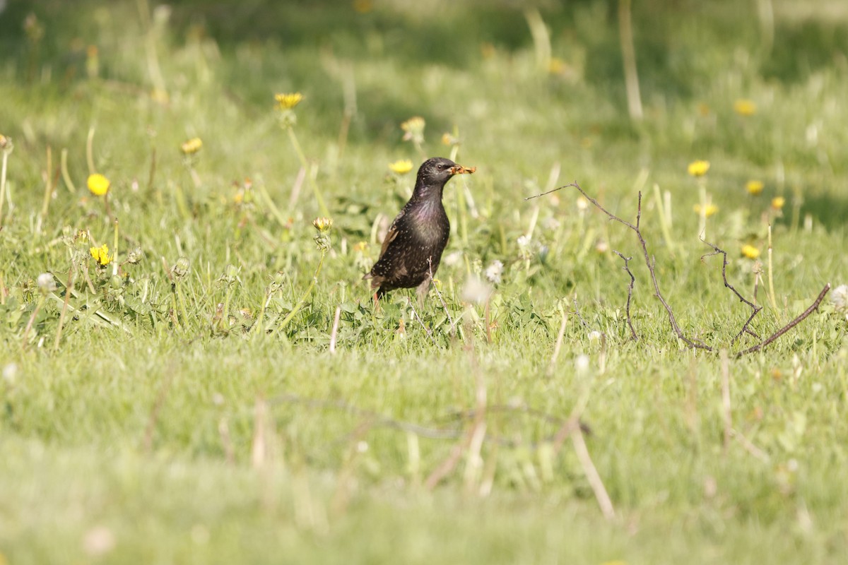 European Starling - Schahzad Saqib