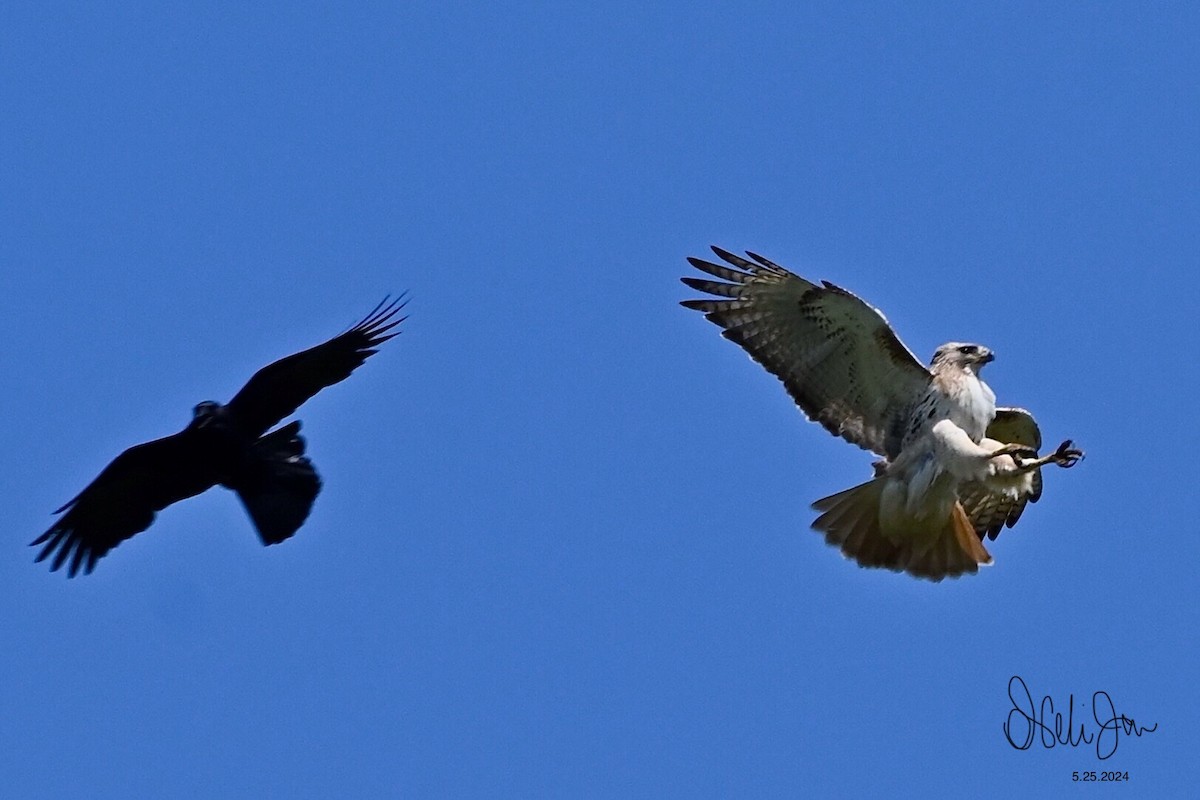 Red-tailed Hawk - Neli Jo