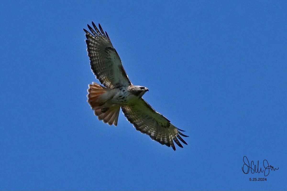 Red-tailed Hawk - Neli Jo