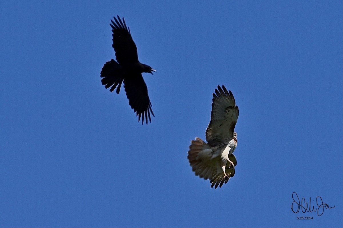 Red-tailed Hawk - Neli Jo