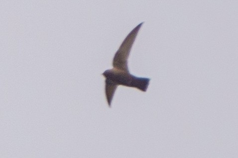 Black Swift - Peter Lypkie