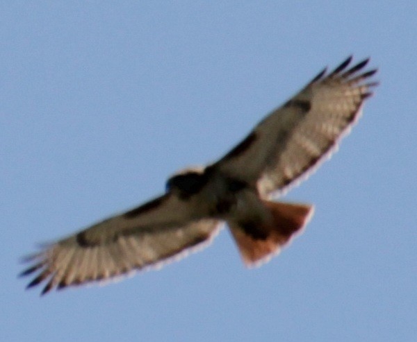 Red-tailed Hawk (borealis) - Samuel Harris