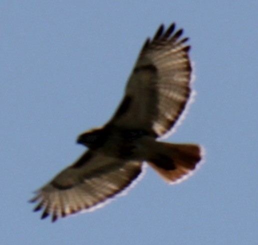 Red-tailed Hawk (borealis) - Samuel Harris