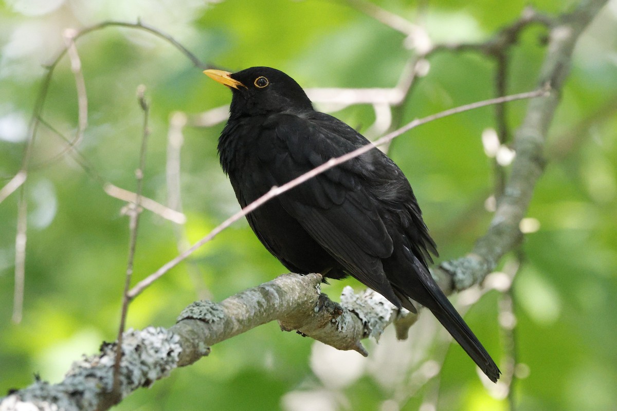 Eurasian Blackbird - Schahzad Saqib