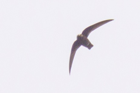 Black Swift - ML619587550