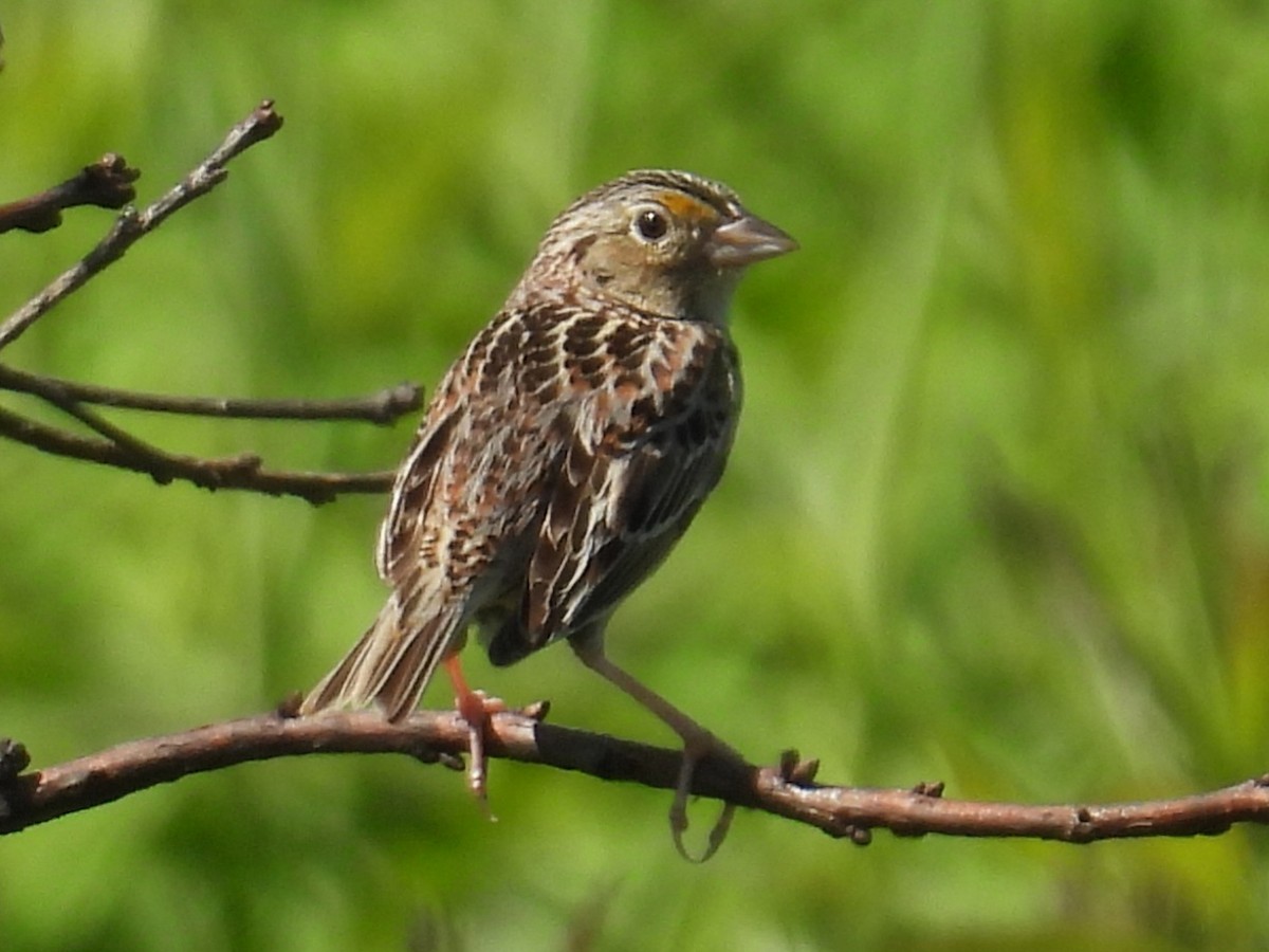 Grasshopper Sparrow - Peter Feinberg