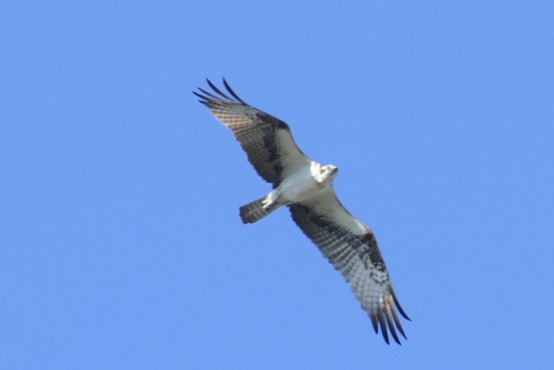 Águila Pescadora - ML619587554