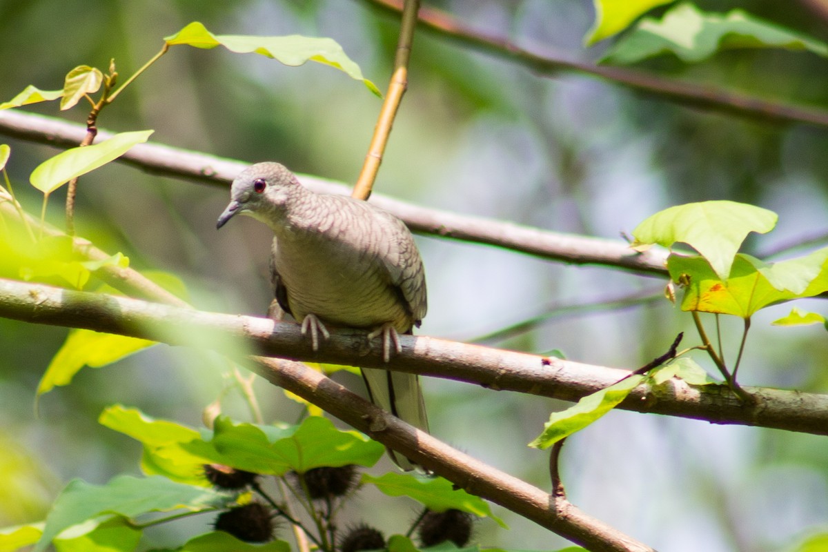 Inca Dove - Adalberto Gonzalez