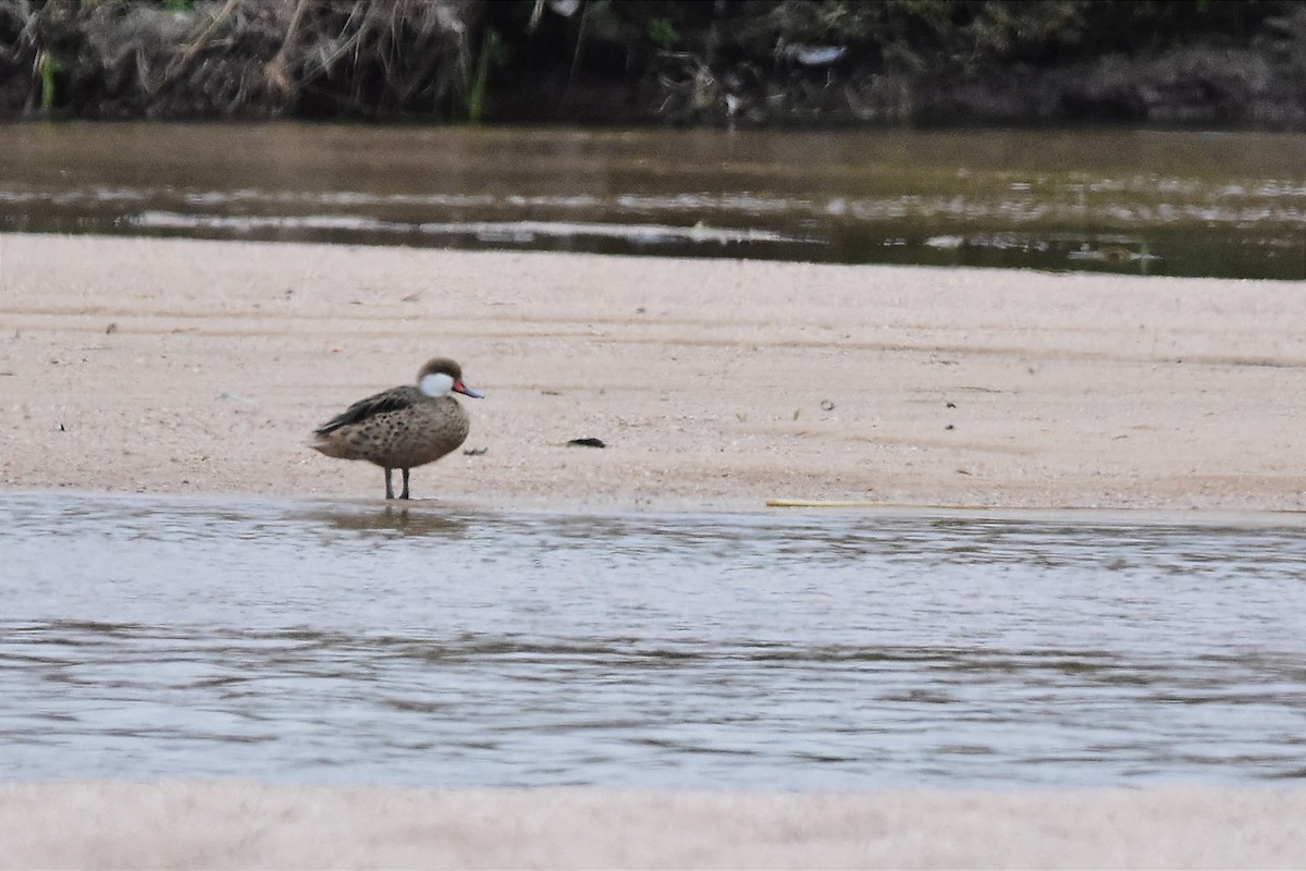 White-cheeked Pintail - Juan Bardier