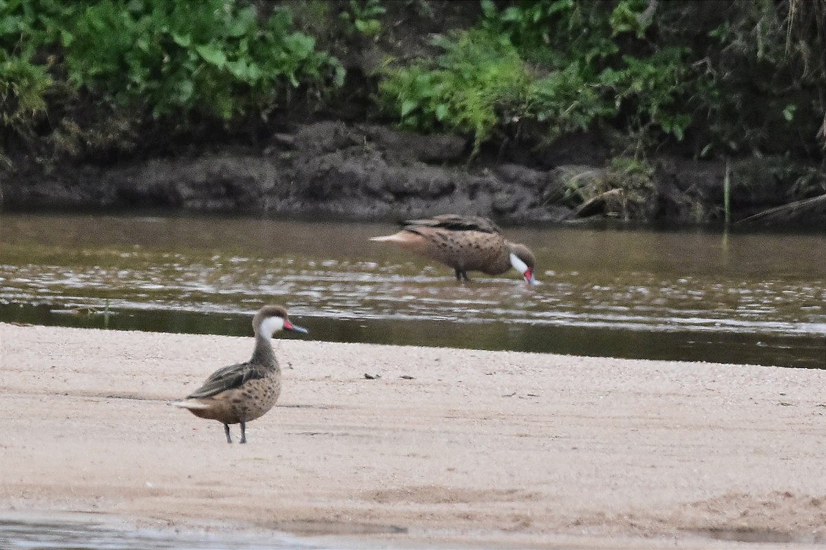 White-cheeked Pintail - Juan Bardier