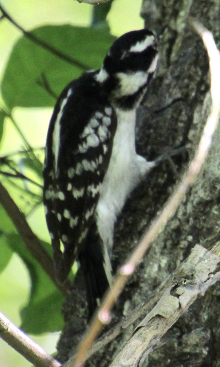 Downy Woodpecker (Eastern) - Samuel Harris