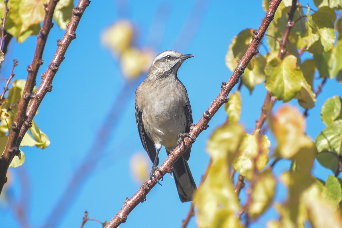 Chilean Mockingbird - ML619587565