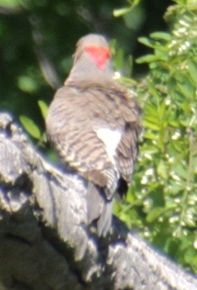 Northern Flicker (Yellow-shafted) - ML619587569