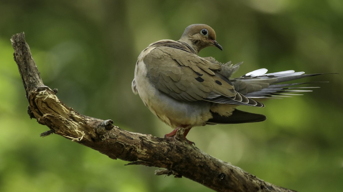 Mourning Dove - Chris Griffin