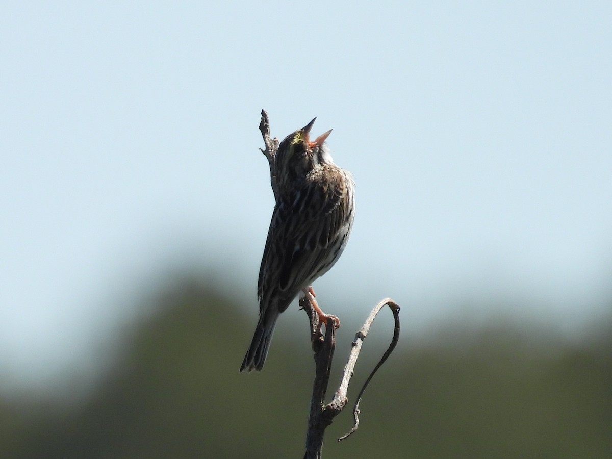 Savannah Sparrow - Peter Feinberg