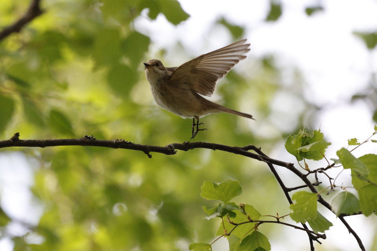 Spotted Flycatcher - Schahzad Saqib