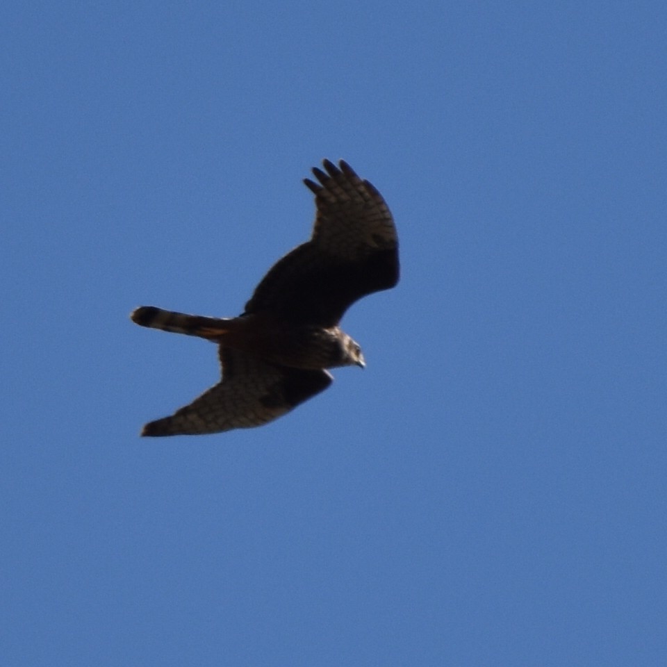 Long-winged Harrier - ML619587591