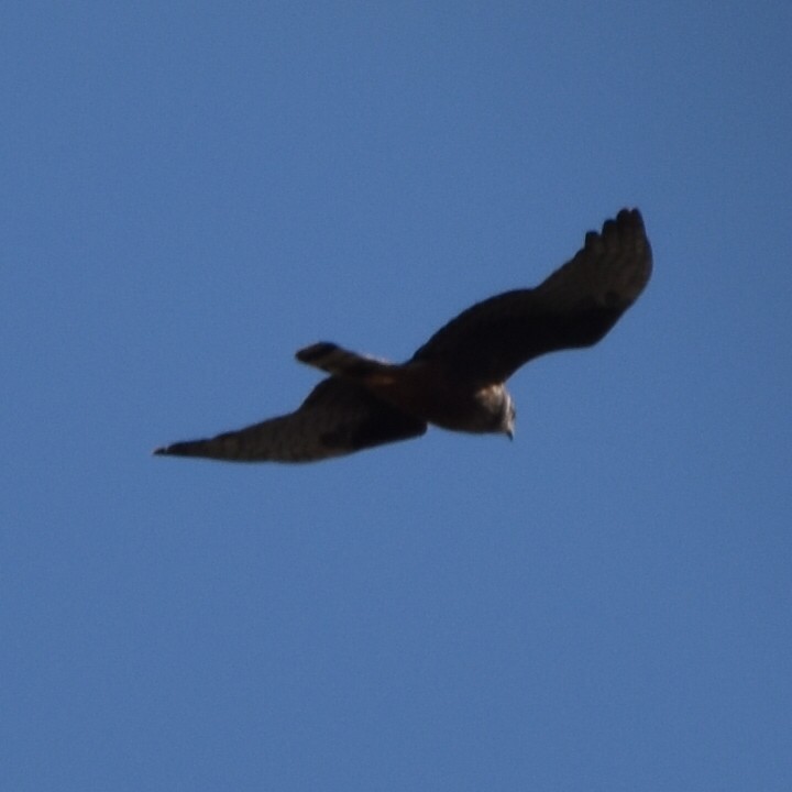 Long-winged Harrier - Alejandro Figueroa Varela