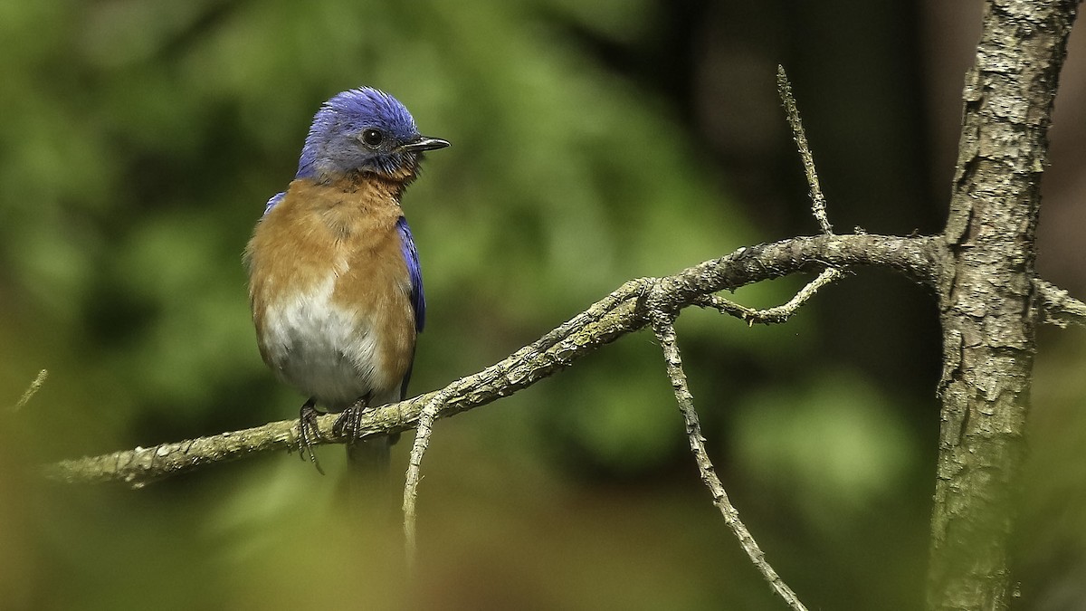 Eastern Bluebird - Chris Griffin