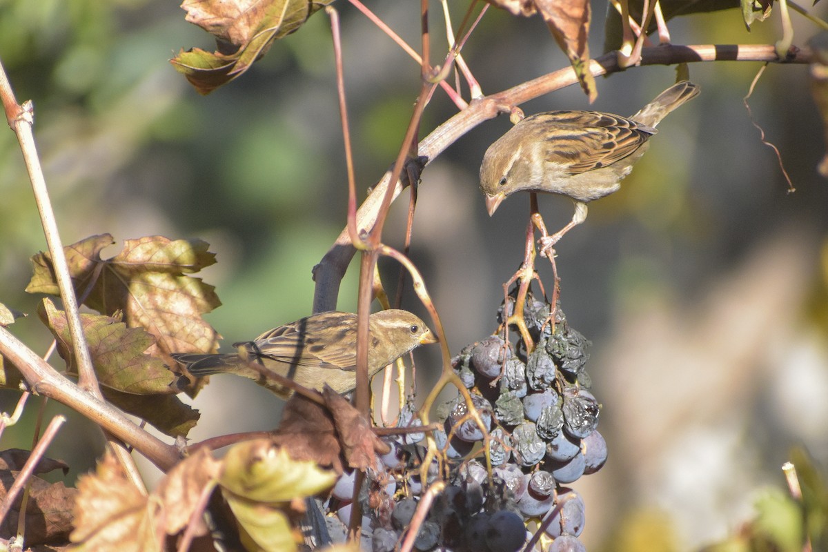 House Sparrow - Víctor Hugo Sarabia Sánchez