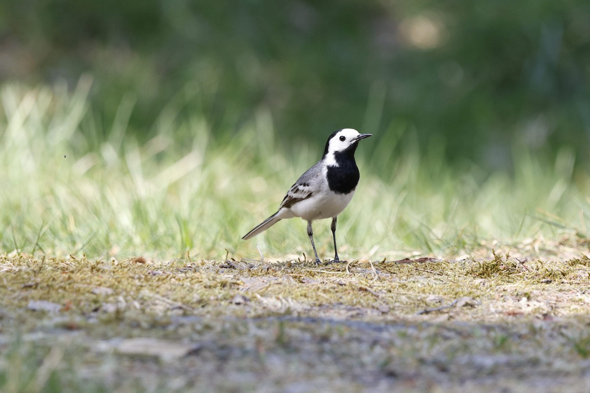 White Wagtail - Schahzad Saqib